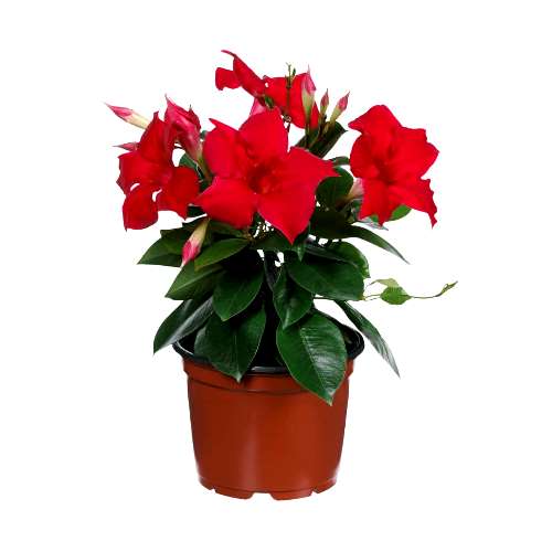 Mandevilla Red Plant