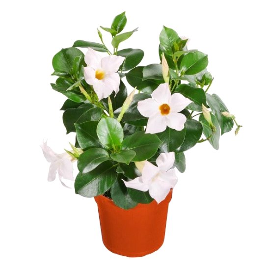 Mandevilla White Plant