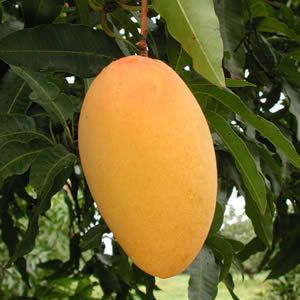 Mango Amrapali Plant (Grafted) - Amba, Aam Amrapali Tree