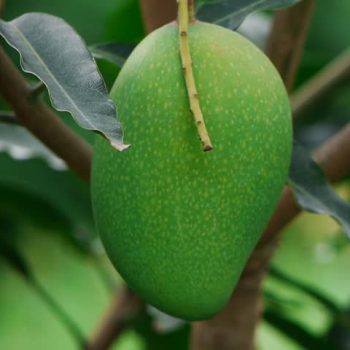 Mango Badami Plant (grafted) - Karnataka alphonso plant