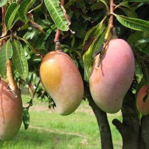 Mango Pairi Plant (grafted) - Mango Payari Plant