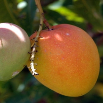 Mango Ratna (grafted) fruit Plant