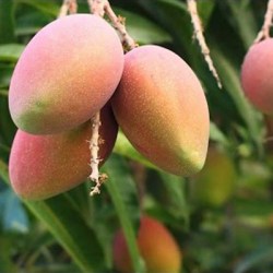 Mango Sindhu (grafted) Plant - Amba, Aam Tree