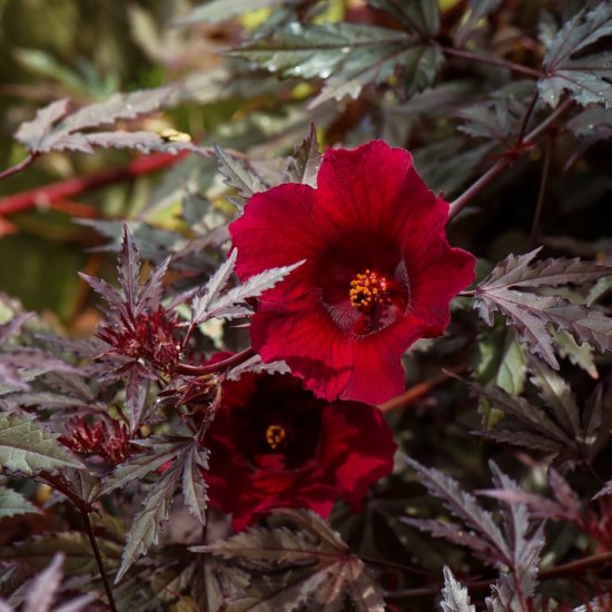 Hibiscus Acetosella plant - Craneberry Hibiscus, Maple Leaf Hibiscus