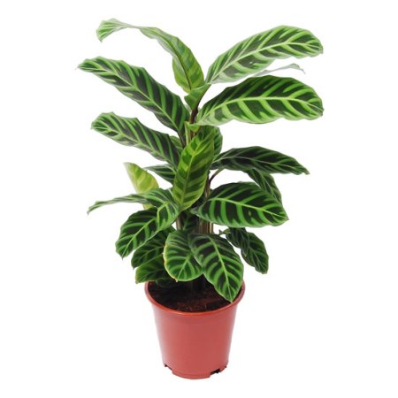 Marantha Green - Maranta, Calathea Bicolor