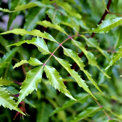 Azadirachta Indica, Neem (1Kg) - Seeds