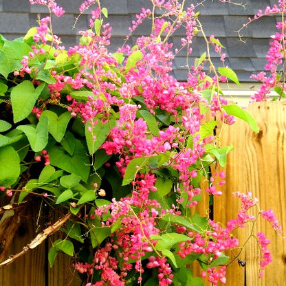 Mexican Coral Vine, Coral Creeper - Antigonon leptopus