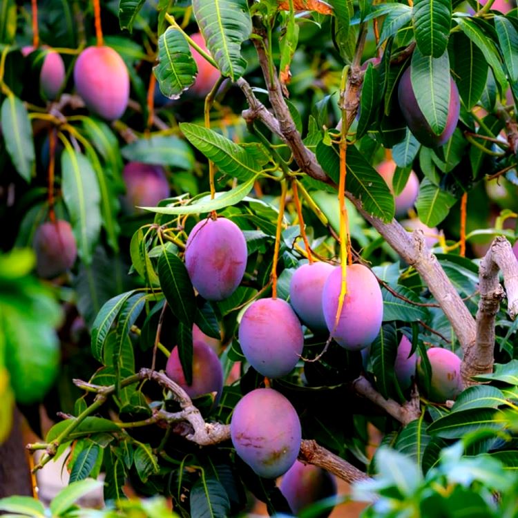 Mango Miyazaki Plant (Grafted) - Amba, Aam, Miyazaki Mango Tree, Japanese Mango