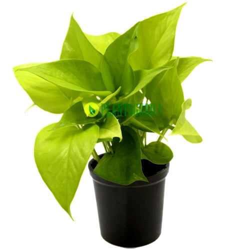 Money Plant Golden in Grey Ceramic Pot