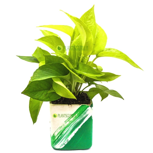 Money Plant Golden in Green white Ceramic Pot