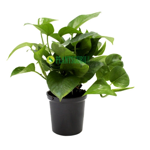 Money Plant Green in Grey Ceramic Pot