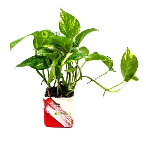 Money Plant in Red White Ceramic Pot