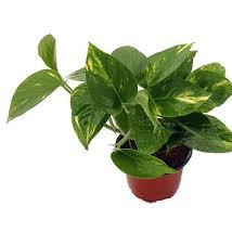 Money Plant Green