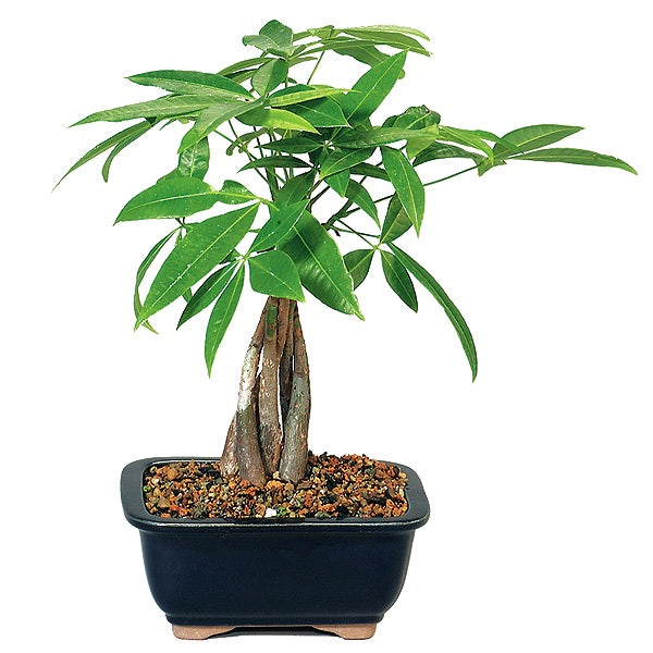 Pachira, Money Tree Bonsai - 5 years