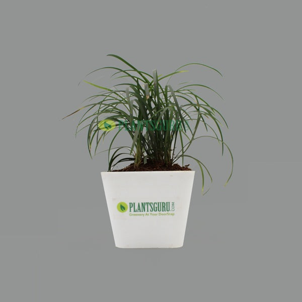 Monkey Grass Plant in White square pot