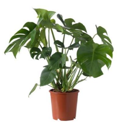 Monster Creeper - Monstera, Monstera Deliciosa Plant