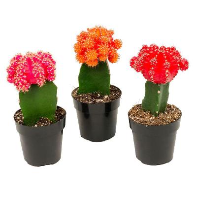 Moon Cactus - Pack of 3 Colors (Red, Pink, Yellow)