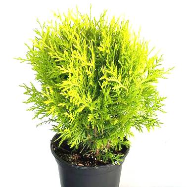 Morpankhi Plant - Thuja occidentalis, Mayurpankhi