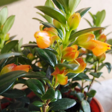 Golden Fish Plant - Nematanthus Wettsteinii