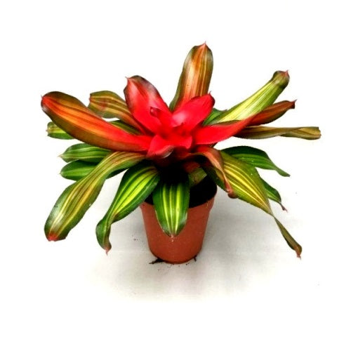 Bromiliad - Neoregelia Fire Ball