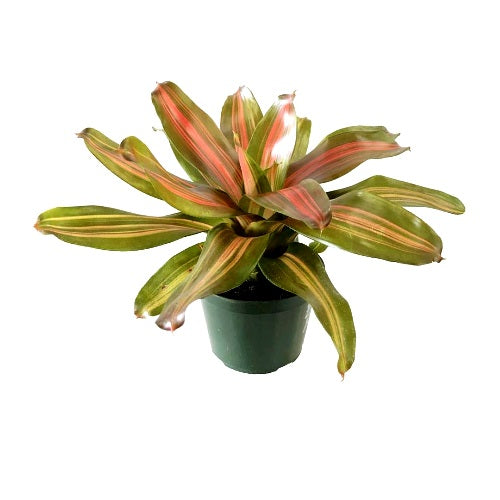 Bromiliad - Neoregelia Fire Ball Orange Crush