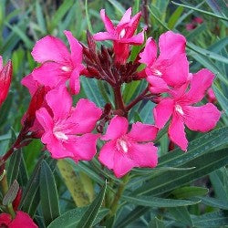 Nerium Pink - Oleander, Kaner Plant