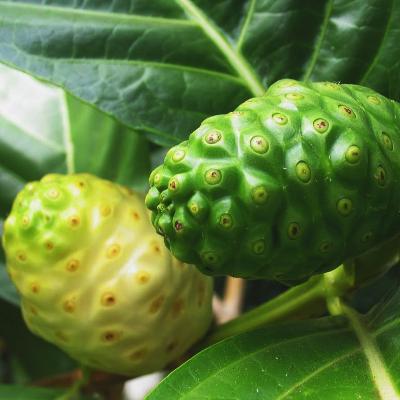 Morinda Citrifolia - Noni, Cheese Fruit Plant