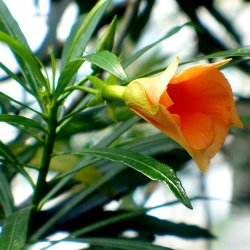 Nerium Orange - Oleander, Kaner Plant