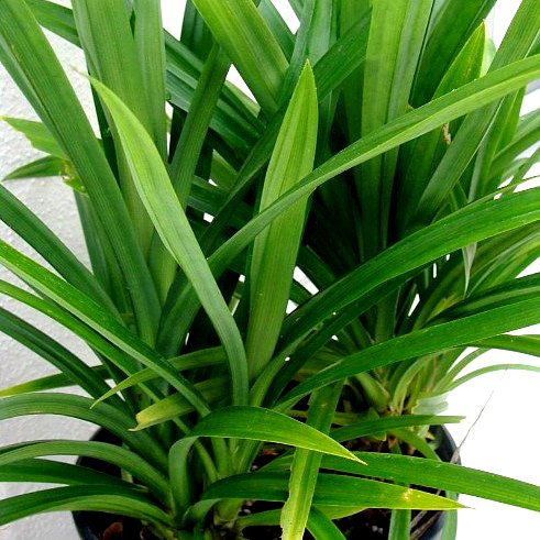 Pandanus Amaryllifolius Plant - Pandan Plant, Rambha Plant, Biryani leaves Plant, Basmati Plant