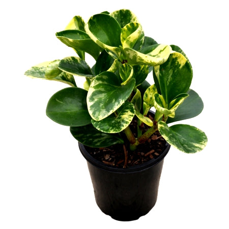 Peperomia Rubra Plant