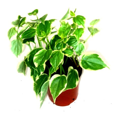 Peperomia Trailing Variegata Plant