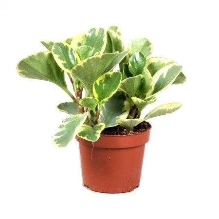 Peperomia Variegated Plant