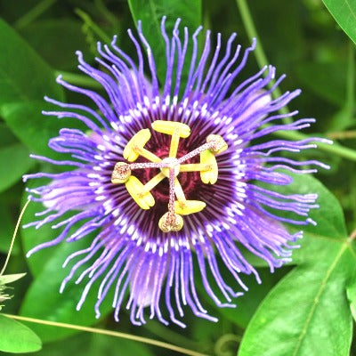 Passiflora Incarnata Plant - Passion Flower, Krishnakamal, Passiflora Blue