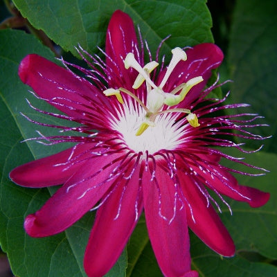 Passiflora Kermesina Plant (Pink) - Passion Flower, Krishna Kamal