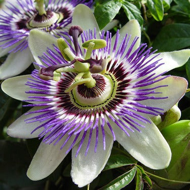 Passion Fruit - Passiflora edulis