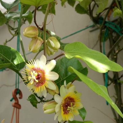 Passiflora Yellow Plant - Passiflora Holosericea, Passion Flower, Krishnakamal