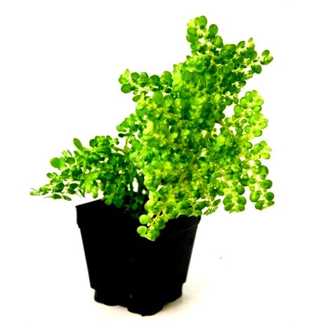 Pilea Microphylla Plant