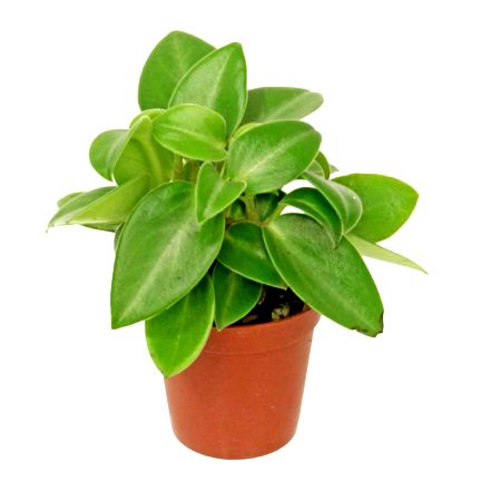 Peperomia Orba Plant