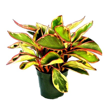 Peperomia Variegated Bicolor Plant