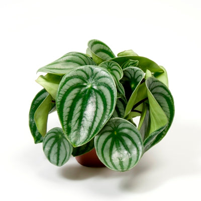 Peperomia Watermelon plant