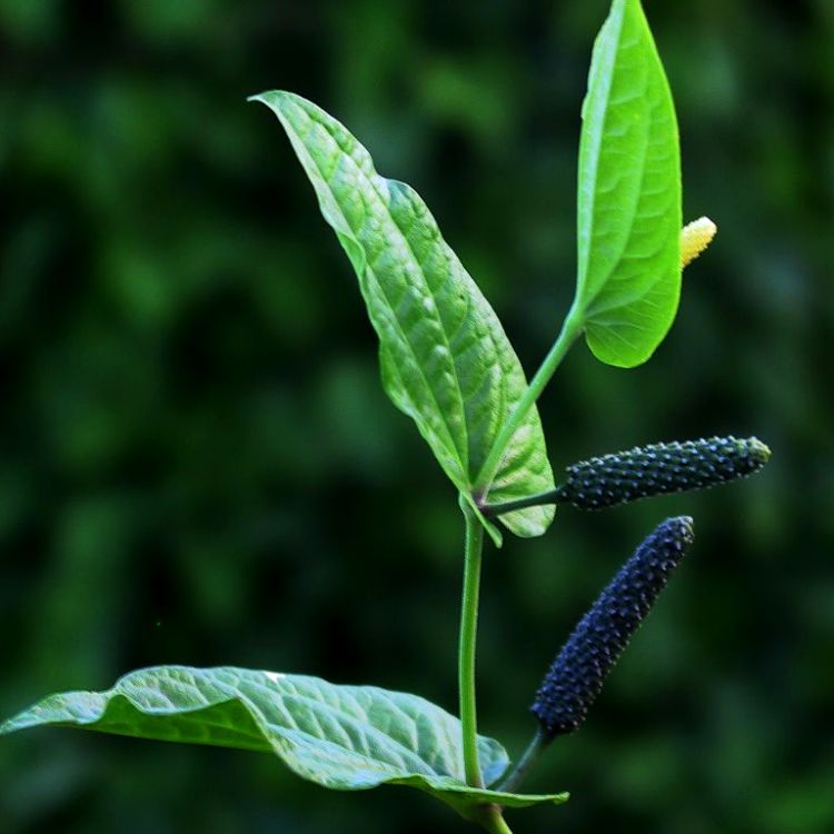 Pipli - Long pepper, Piper Longum, Indian Long Pepper, Pipri