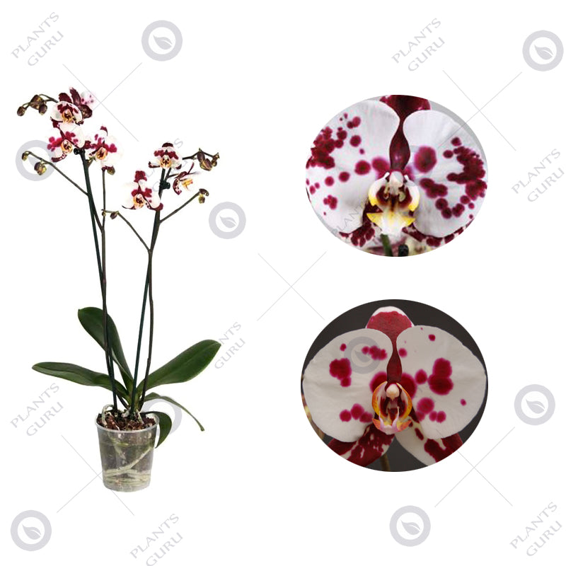 Phalaenopsis Orchid White Pink - Phalaenopsis Polka Dot, Orchid Plant