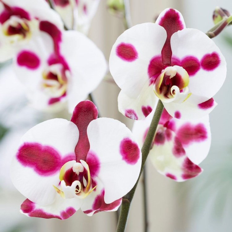 Phalaenopsis Orchid White Pink - Phalaenopsis Polka Dot, Orchid Plant