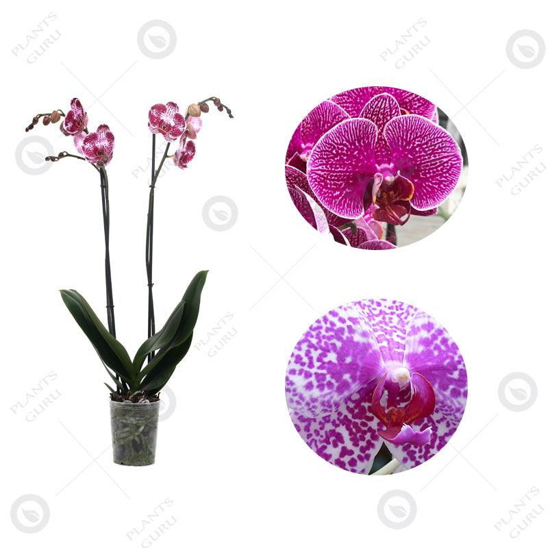 Phalaenopsis Orchid Pink Bicolor - Phalaenopsis Pink Blush