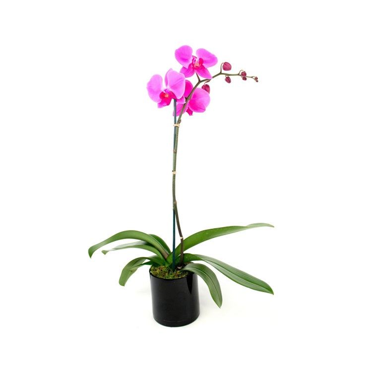 Phalaenopsis Orchid Pink - Lianher Red Apple