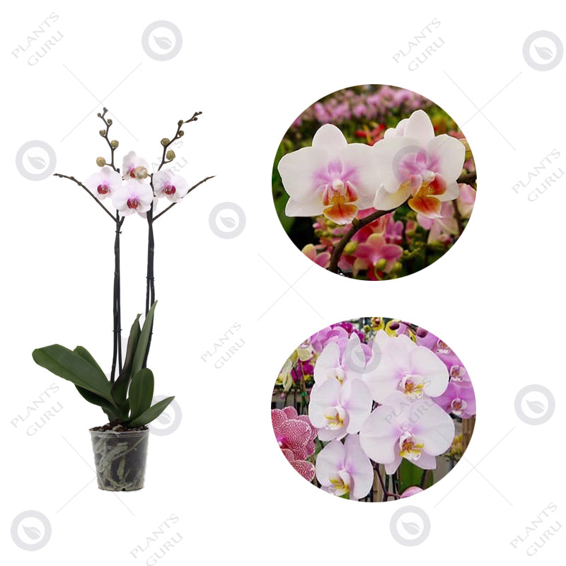 Phalaenopsis Orchid White - Orchid Plant