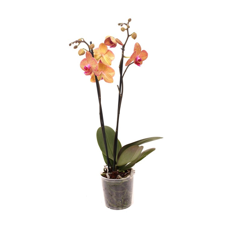 Phalaenopsis Orchid Yellow Blush - Orchid Plant