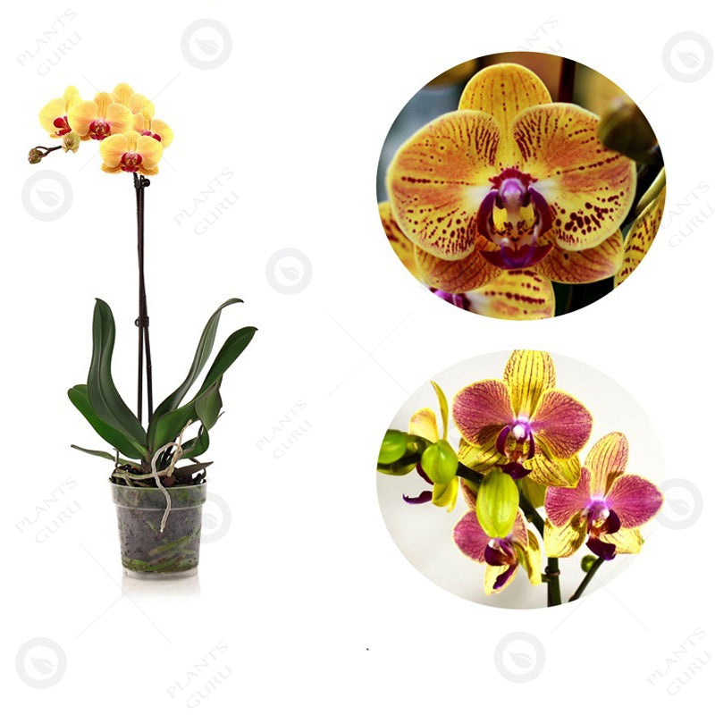 Phalaenopsis Orchid Yellow Mix - Orchid Plant