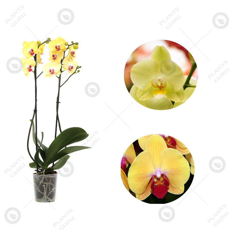 Phalaenopsis Orchid Yellow - Orchid Plant