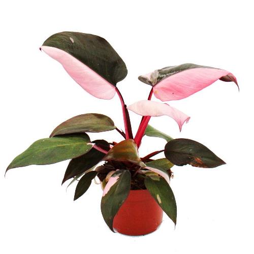 Philodendron Pink Princess Plant